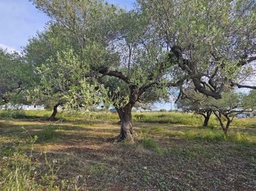Terrain rustique à vendre à Casc Antic