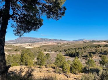 Terreny rústic en venda a Jumilla