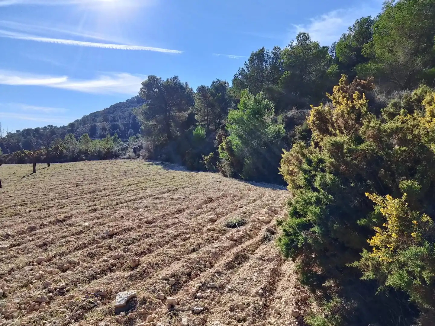 Terreno rustico in vendita a Carrer la Creu, imagen 20