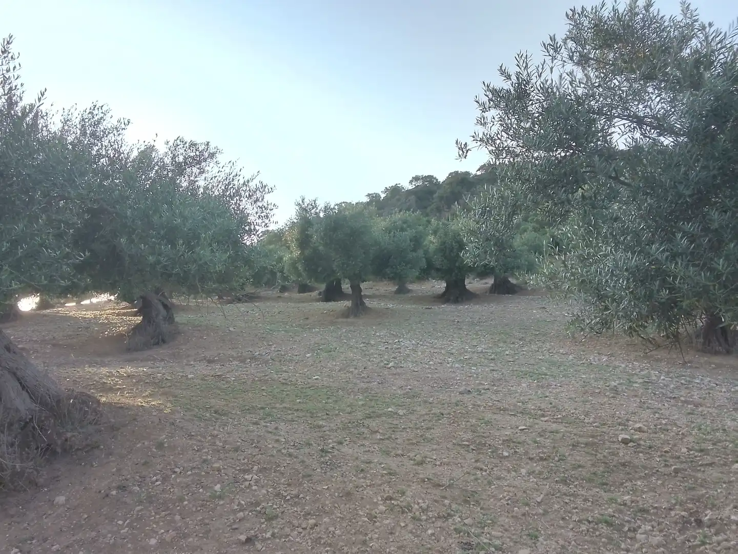 Terreno rústico en venta en Villamartín, imagen 8