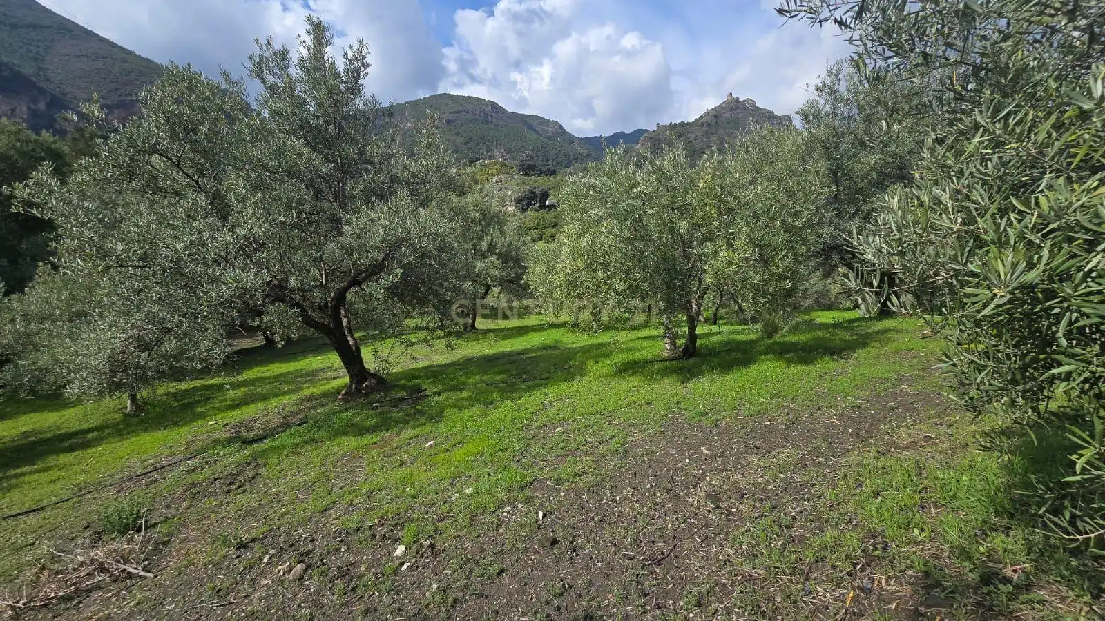 Terreno rustico in vendita a Polígono 11 Parcela 117 EL CERRILLAR. LOS GUAJARES (GRANADA), imagen 7