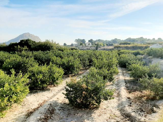 Terreno en Venta en Ojós