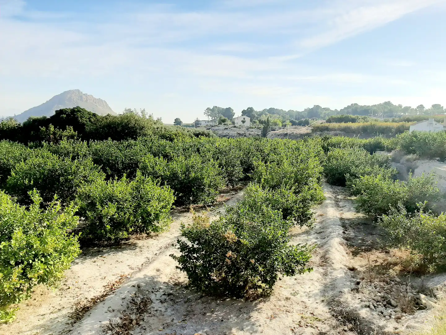 Rural land for sale in Ojós