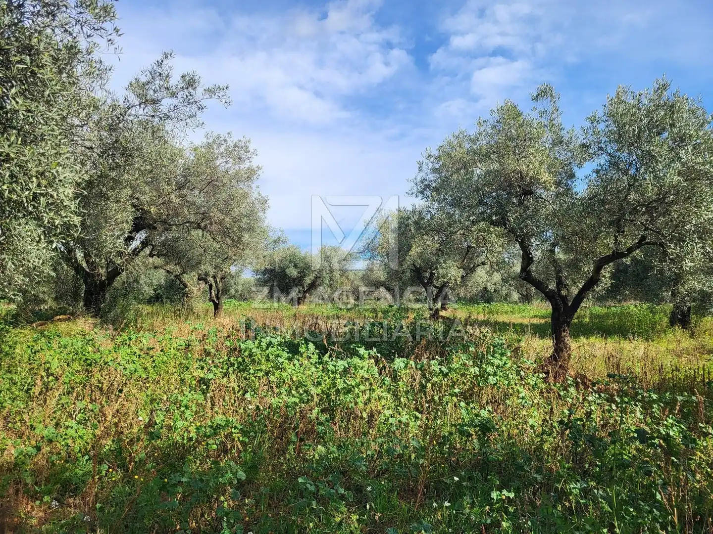 Rural land for sale in Vilagrós, imagen 3