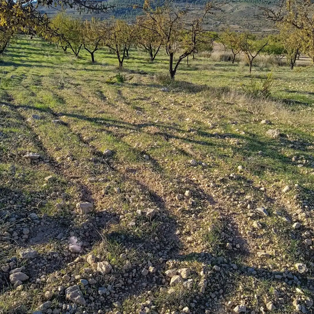 Terreny rústic en venda a La Romana, imagen 10