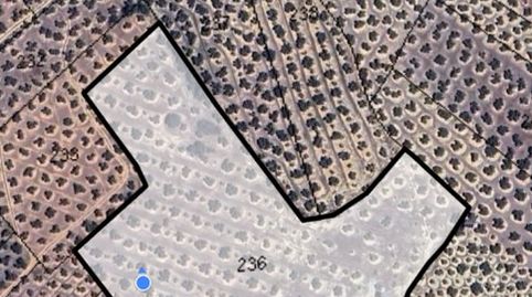 FINCA DE OLIVOS MARTEÑOS DE REGADIO CERCA DE HUERTA ANGUITA POL.16 PARCELA 236