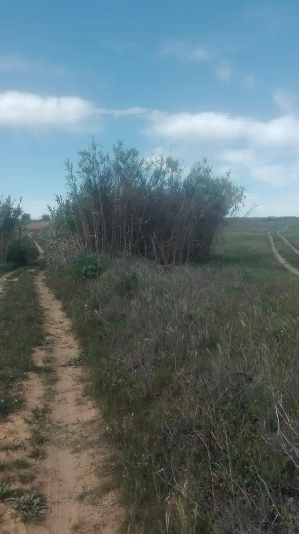 Finca rústica en venta en La Palma del Condado