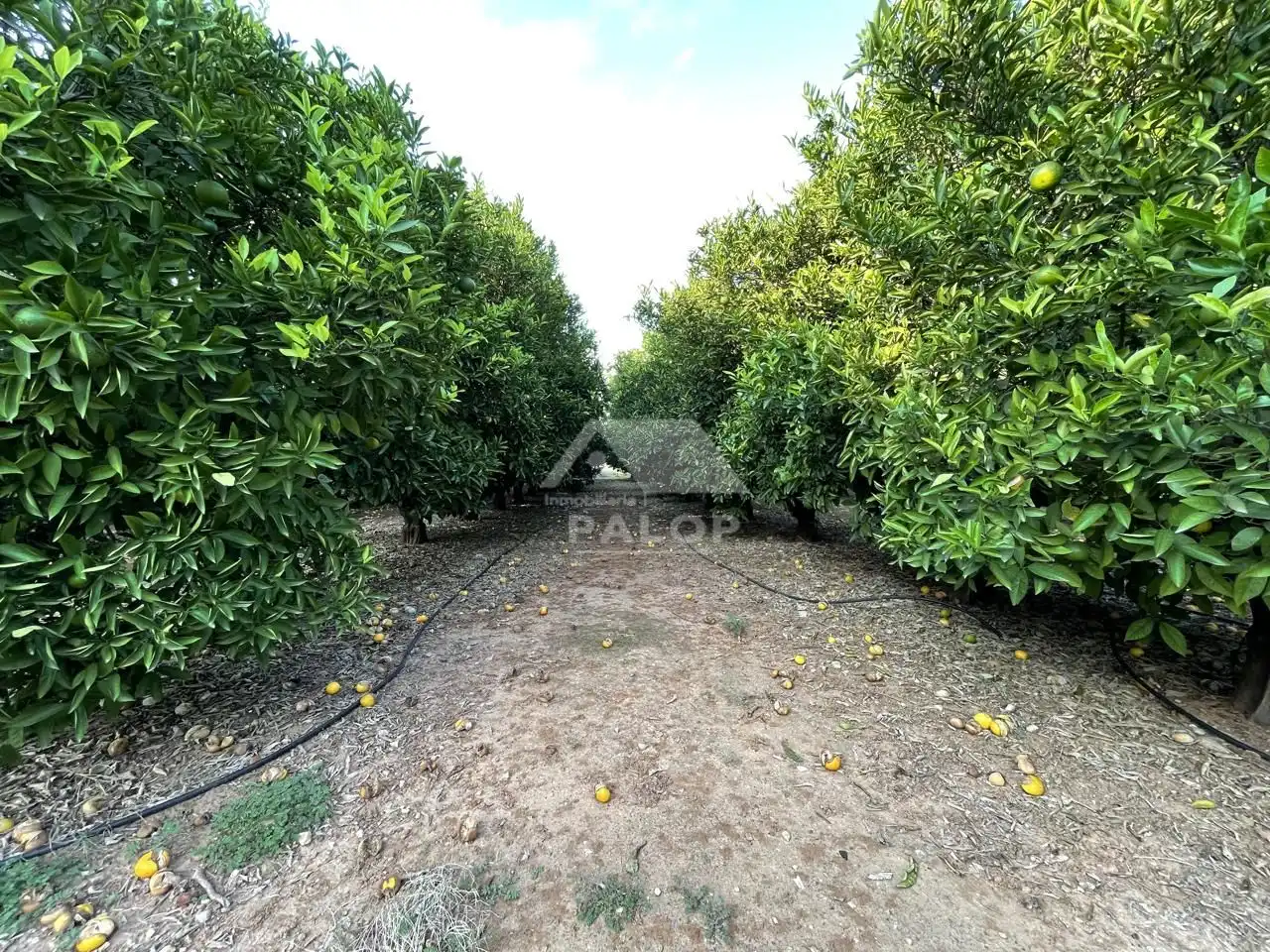 Finca rústica en venta en La Pobla Llarga con Aire acondicionado, Jardín privado y Terraza