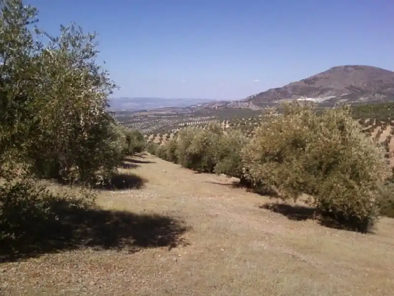 Terreni e lotti in vendita a Torres, imagen 2
