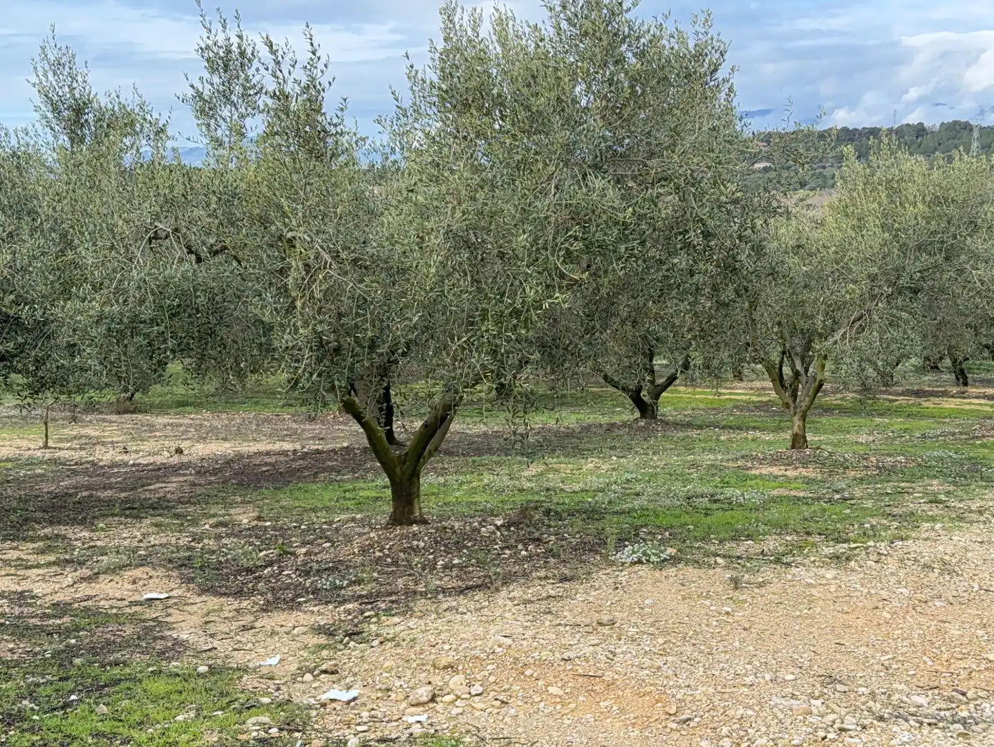 Terrain rustique à vendre à Cami Futbol 14A, imagen 15