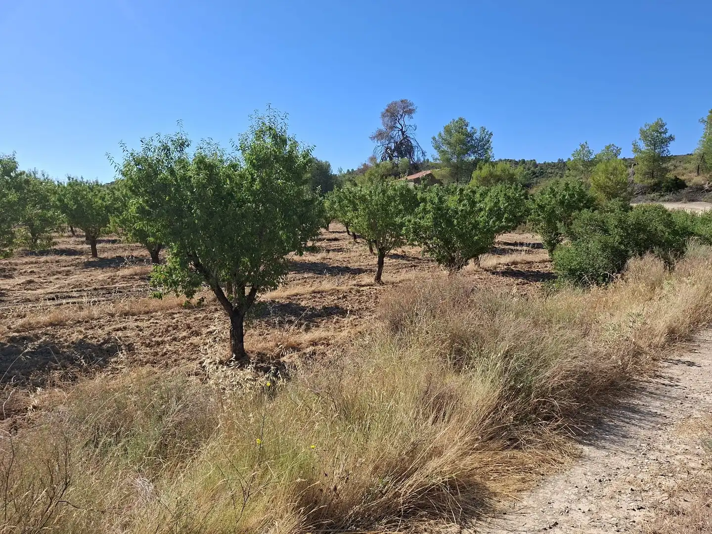 Finca rústica en venta en Maella