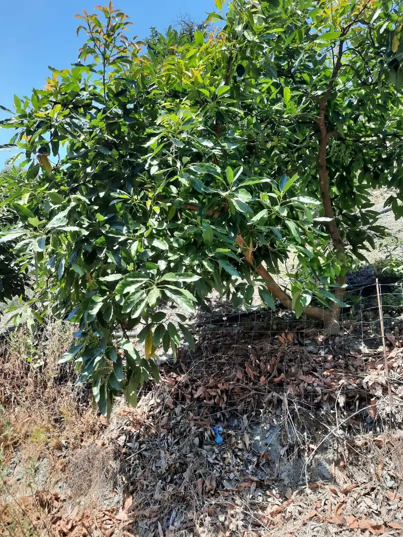Terrenys i solars en venda a Canillas de Aceituno, imagen 8