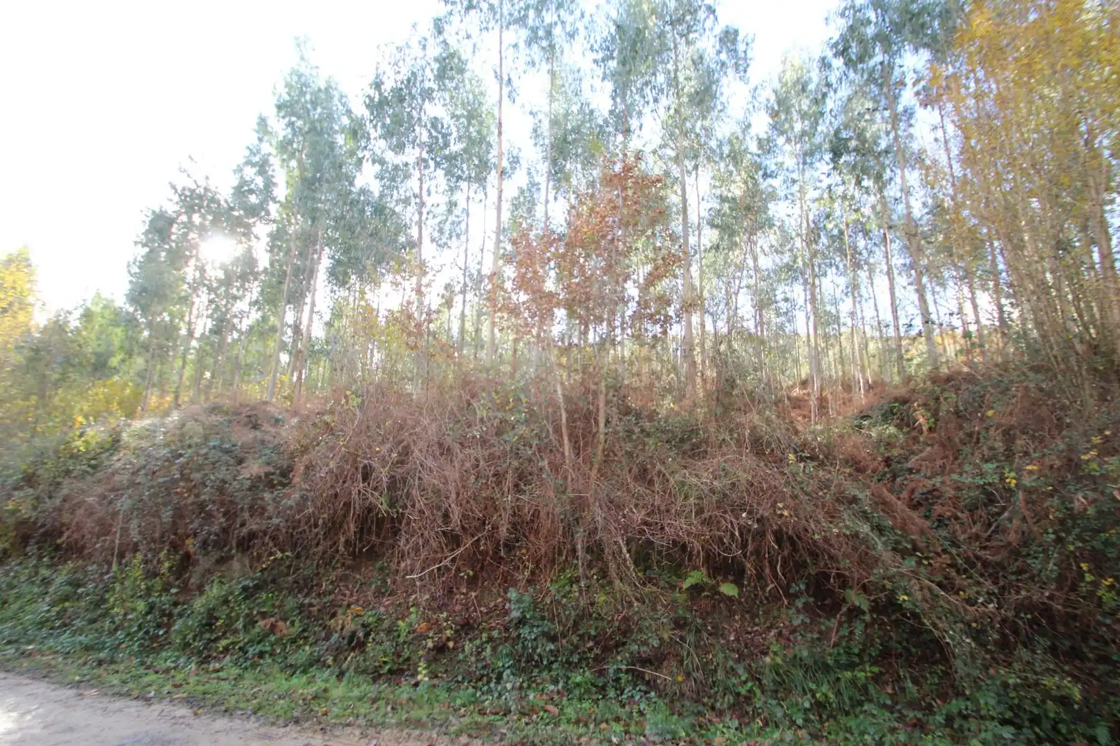 Houses for sale in Ruente