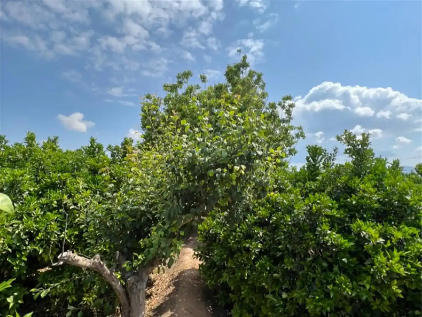 Terreno en venta en Alhama de Murcia ciudad