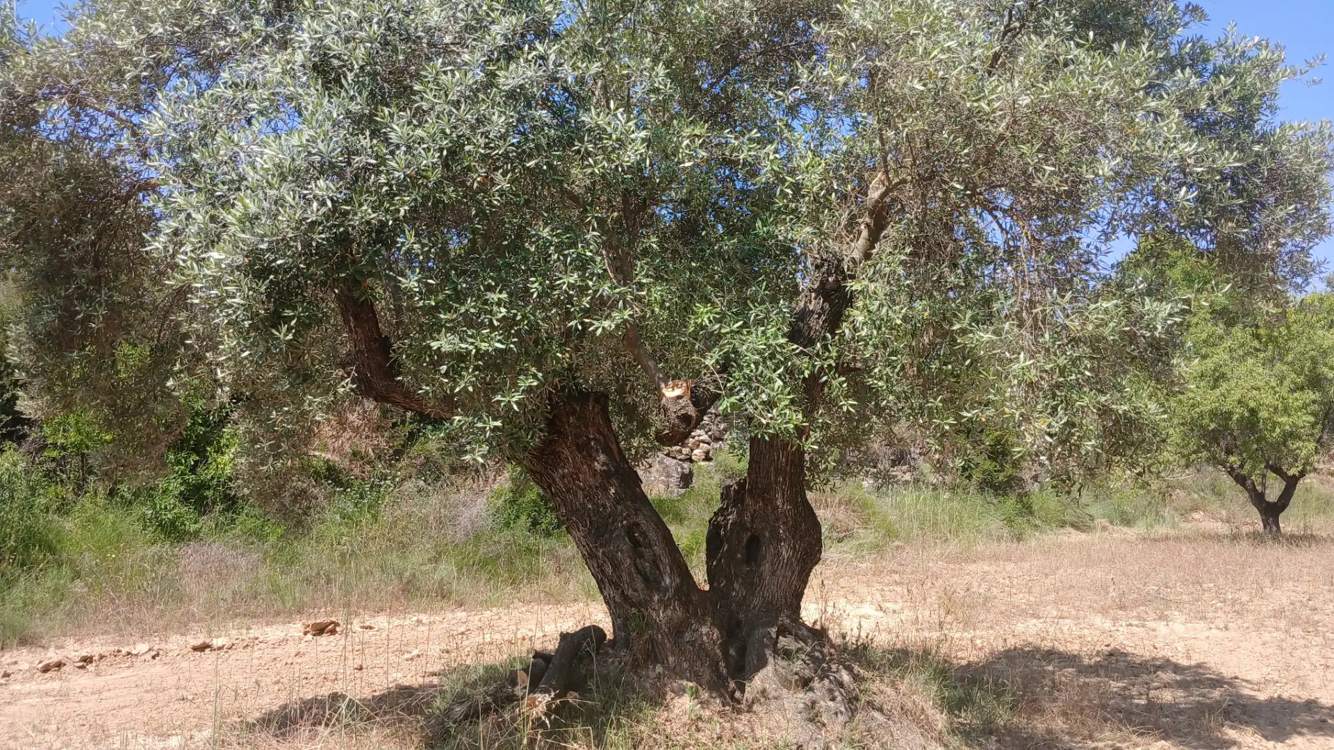 Terreno rustico in vendita a N/A, imagen 7