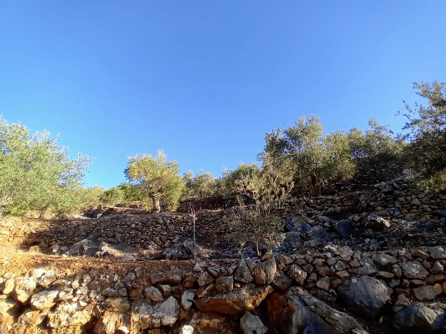 Rural land for sale in Yunquera, imagen 8