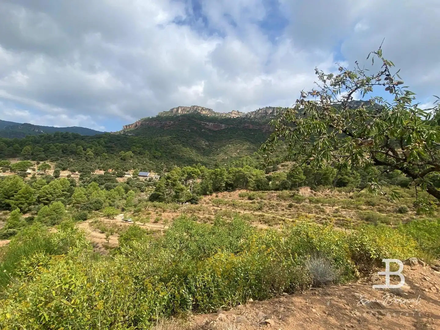 Terreny rústic en venda a Alforja