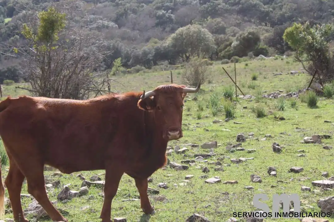 Terreni e lotti in vendita a Cortes de la Frontera, imagen 24