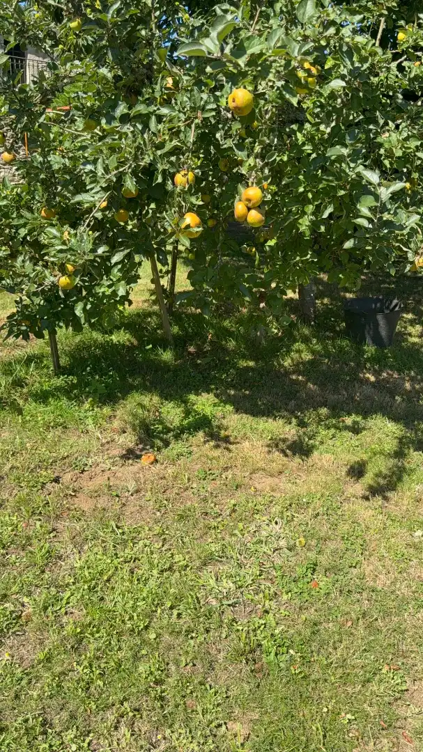 Casa o xalet en venda en Outeiro de Rei amb Calefacció, Jardí privat i Piscina