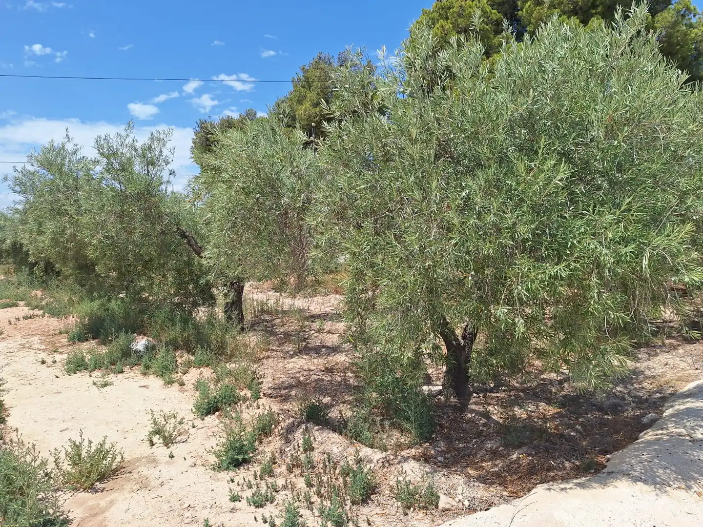 Casa o xalet en venda en Alicante / Alacant amb Jardí privat, Terrassa i Traster