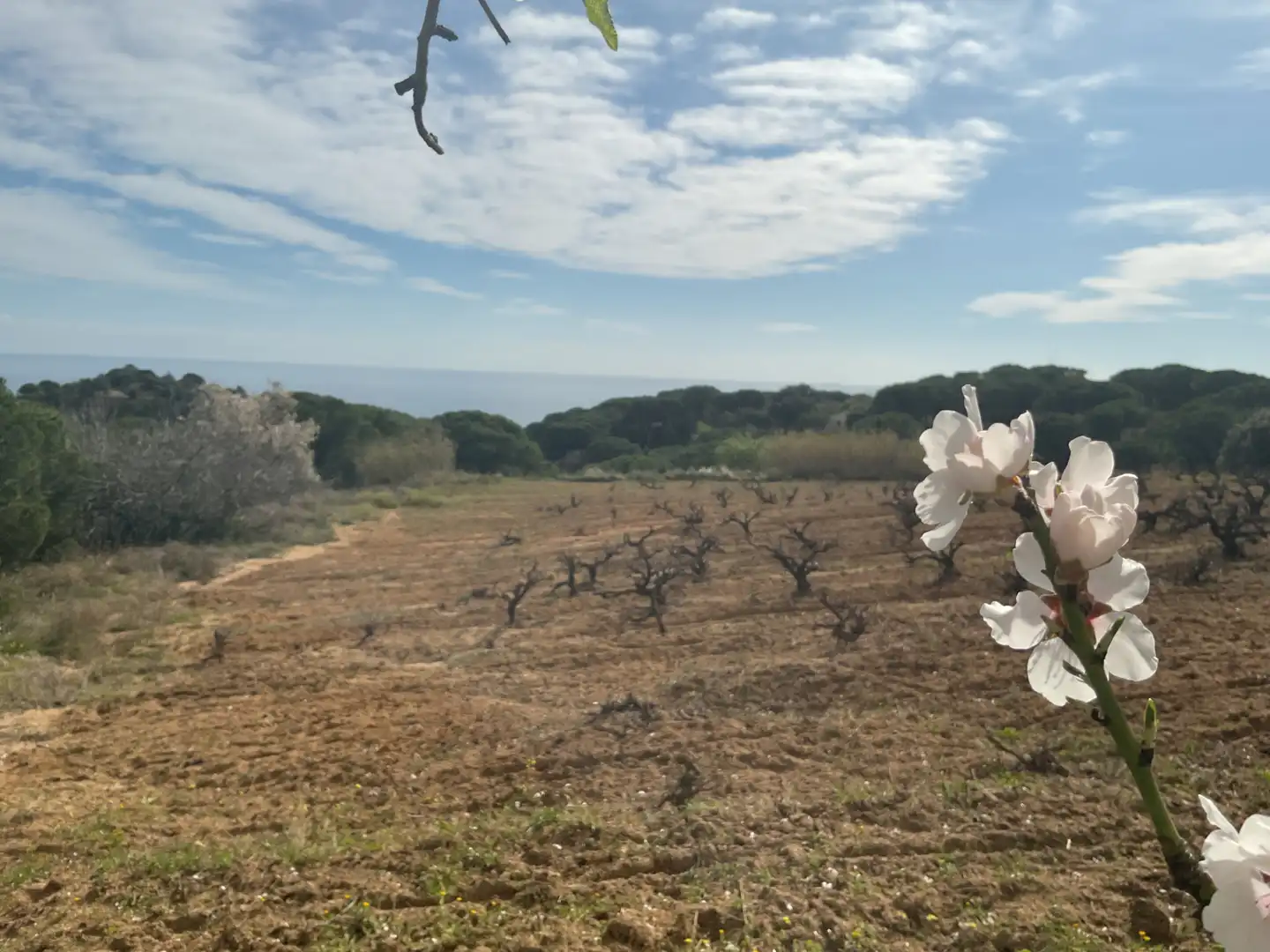 Terrain rustique à vendre à Arenys de Munt, imagen 19