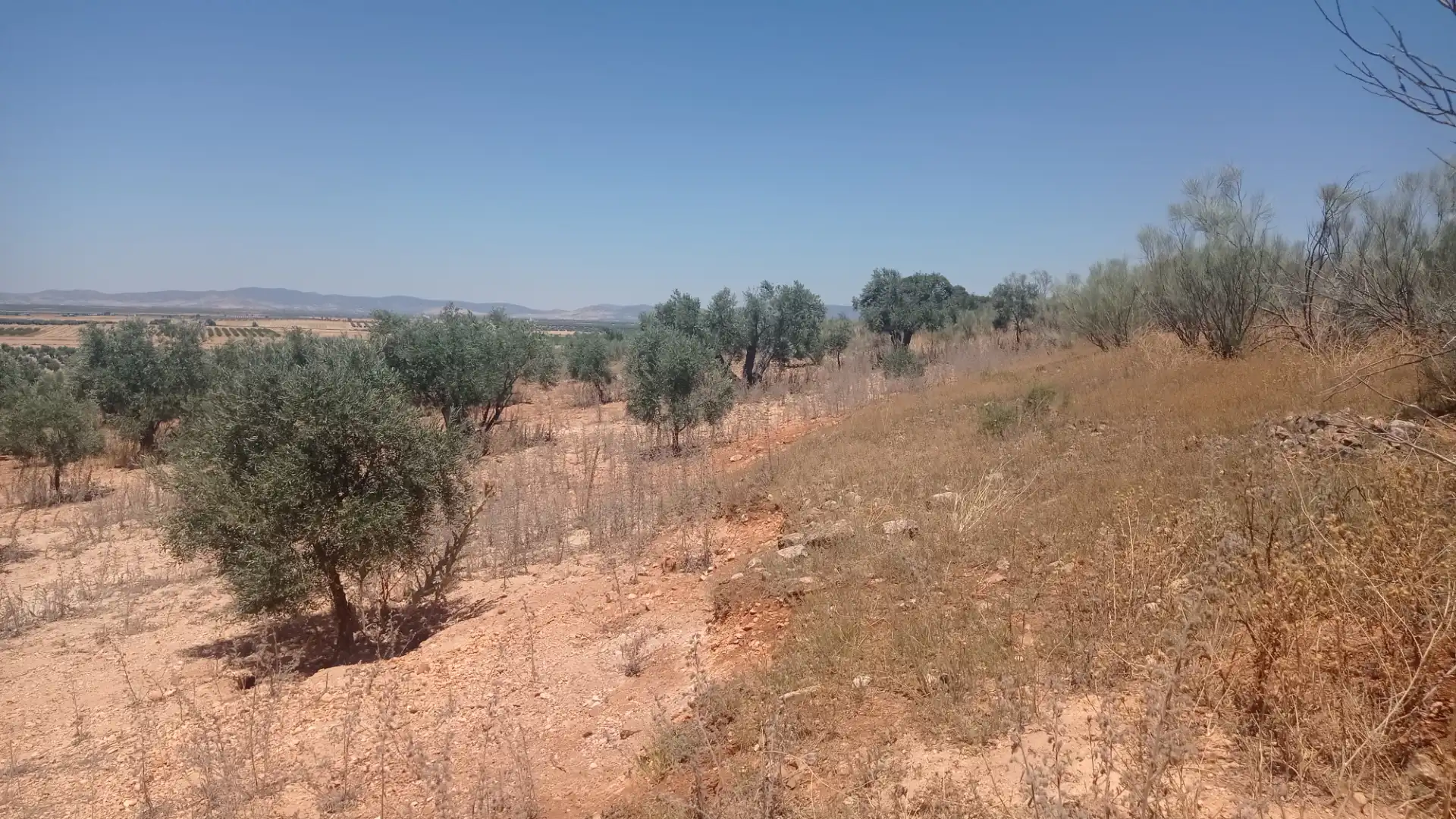 Terreno rústico en venta en Carrión de Calatrava, imagen 2
