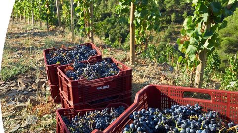 Foto 4 von Residential zum Verkauf in El Molar (Tarragona), Tarragona