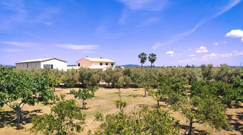 Foto 5 de Finca rústica en venda a Els pla de na Tesa, Marratxí