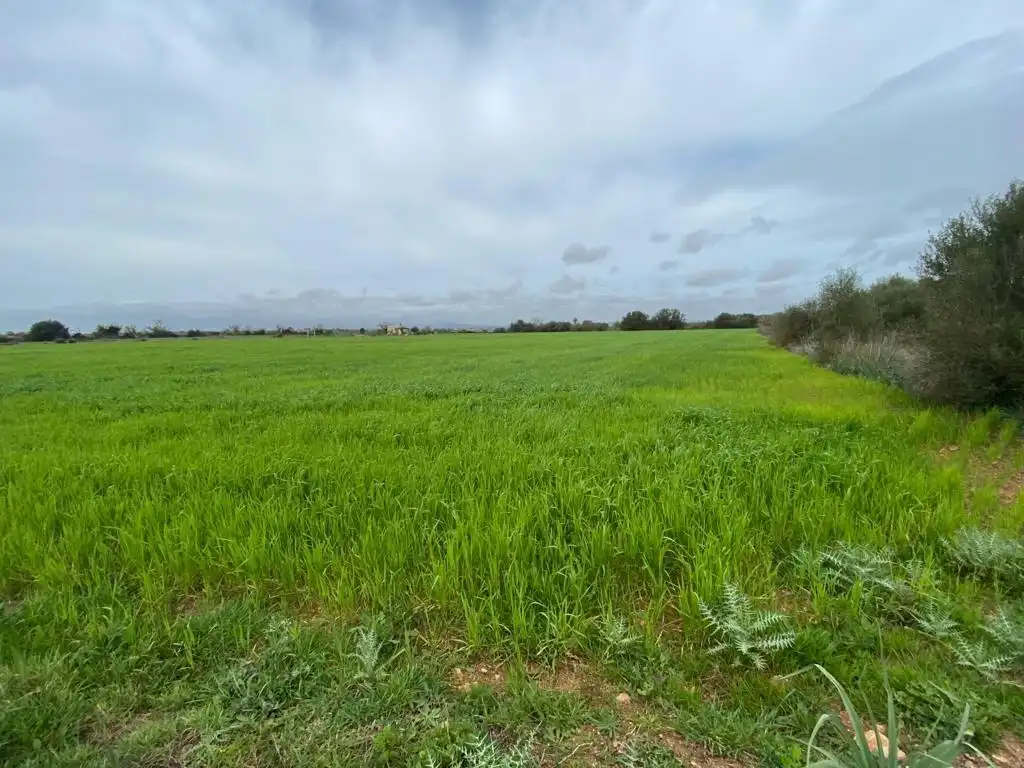 Rural land for sale in Felanitx Poble, imagen 7