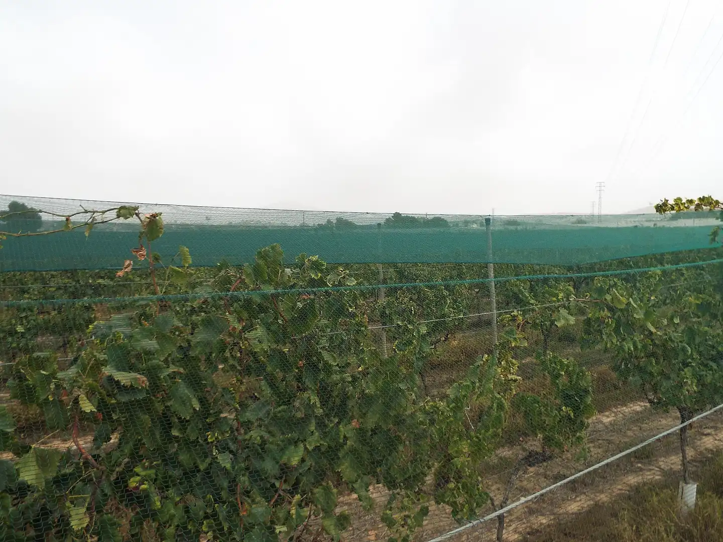 Terreno rústico en venta en Monforte del Cid, imagen 19