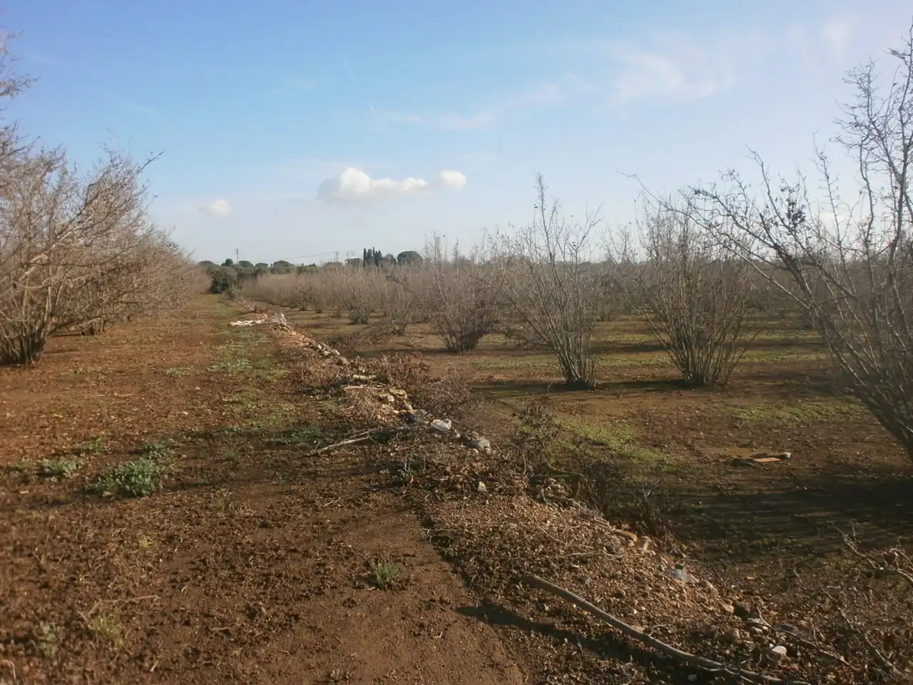 Rural land for sale in Mestral, imagen 6