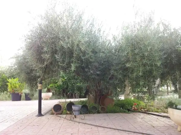 Xalet en venda a Perleta - Maitino, imagen 14