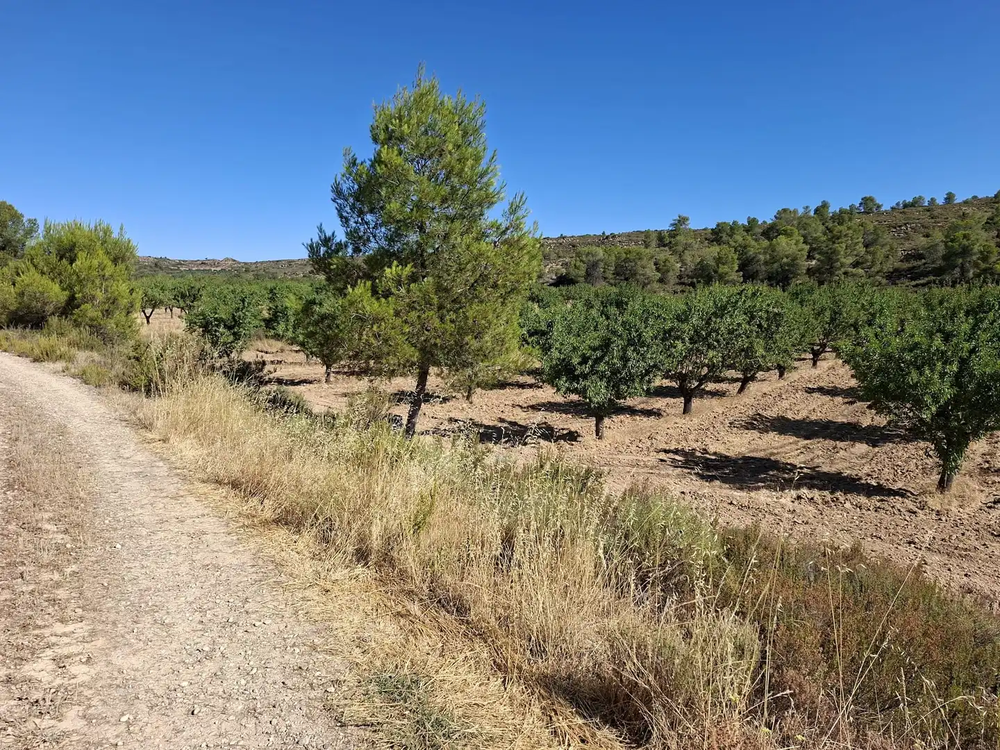 Finca rústica en venta en Maella