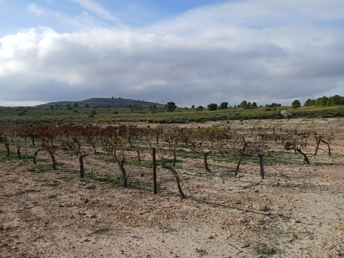 Residential land for sale in Yecla, imagen 28