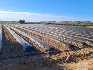 Lands and plots for sale in Bollullos Par del Condado
