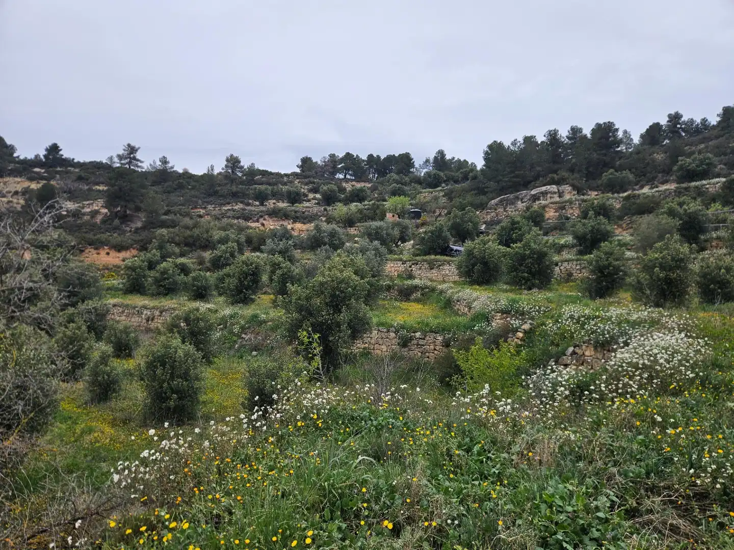 Rural land for sale in Cervià de Les Garrigues, imagen 6