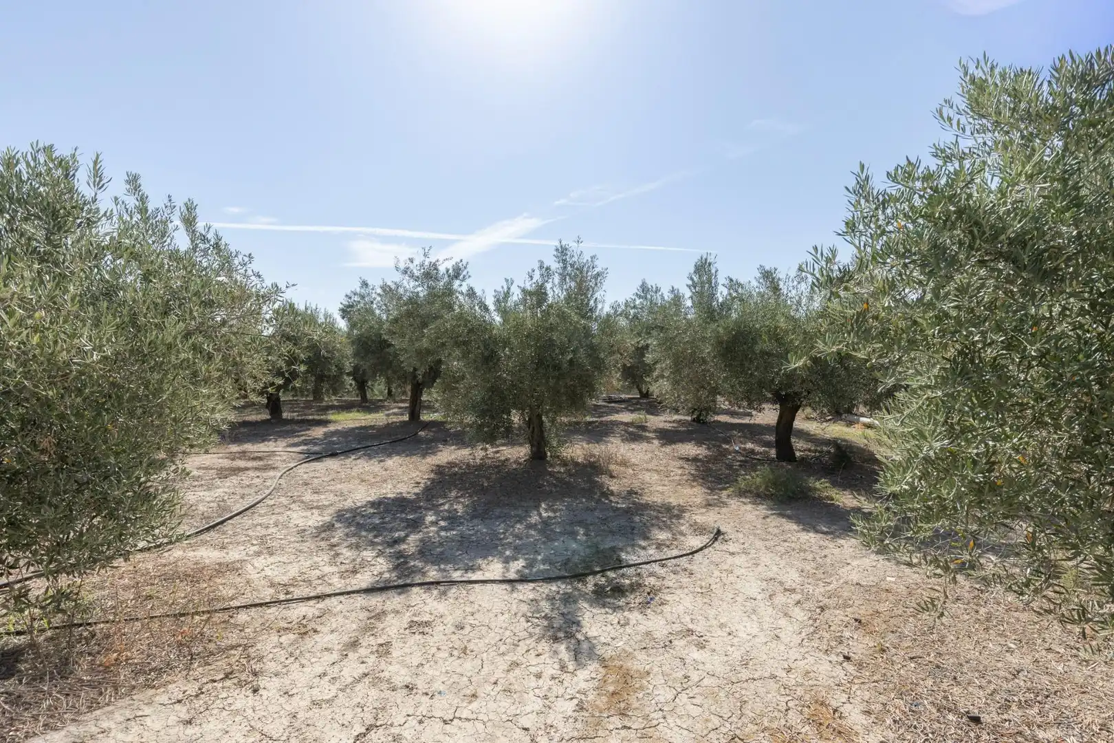 Lands and plots for sale in DISEMINADOS 0, imagen 2