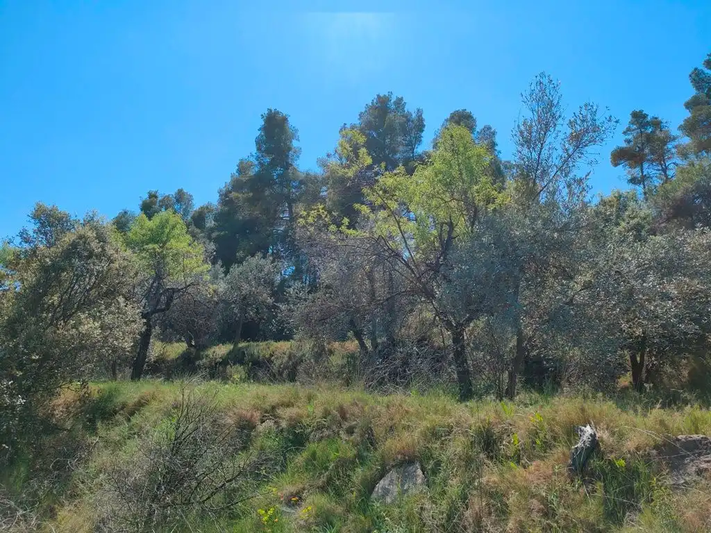 Terreni e lotti in vendita a Ráfales, imagen 7