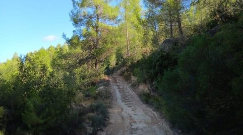 FINCA DE 5,6 HECTÁREAS CON OLIVOS, ALMENDROS Y AGUA DE POZO, immagine 5