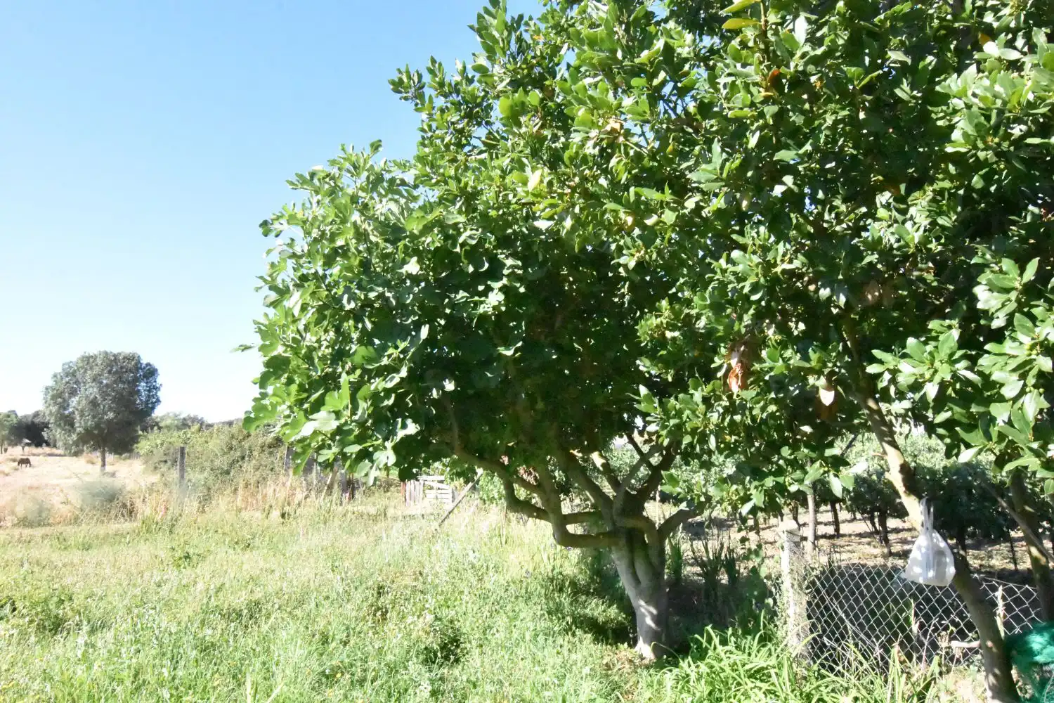 Jardín de Finca rústica en venta en Ciudad Rodrigo