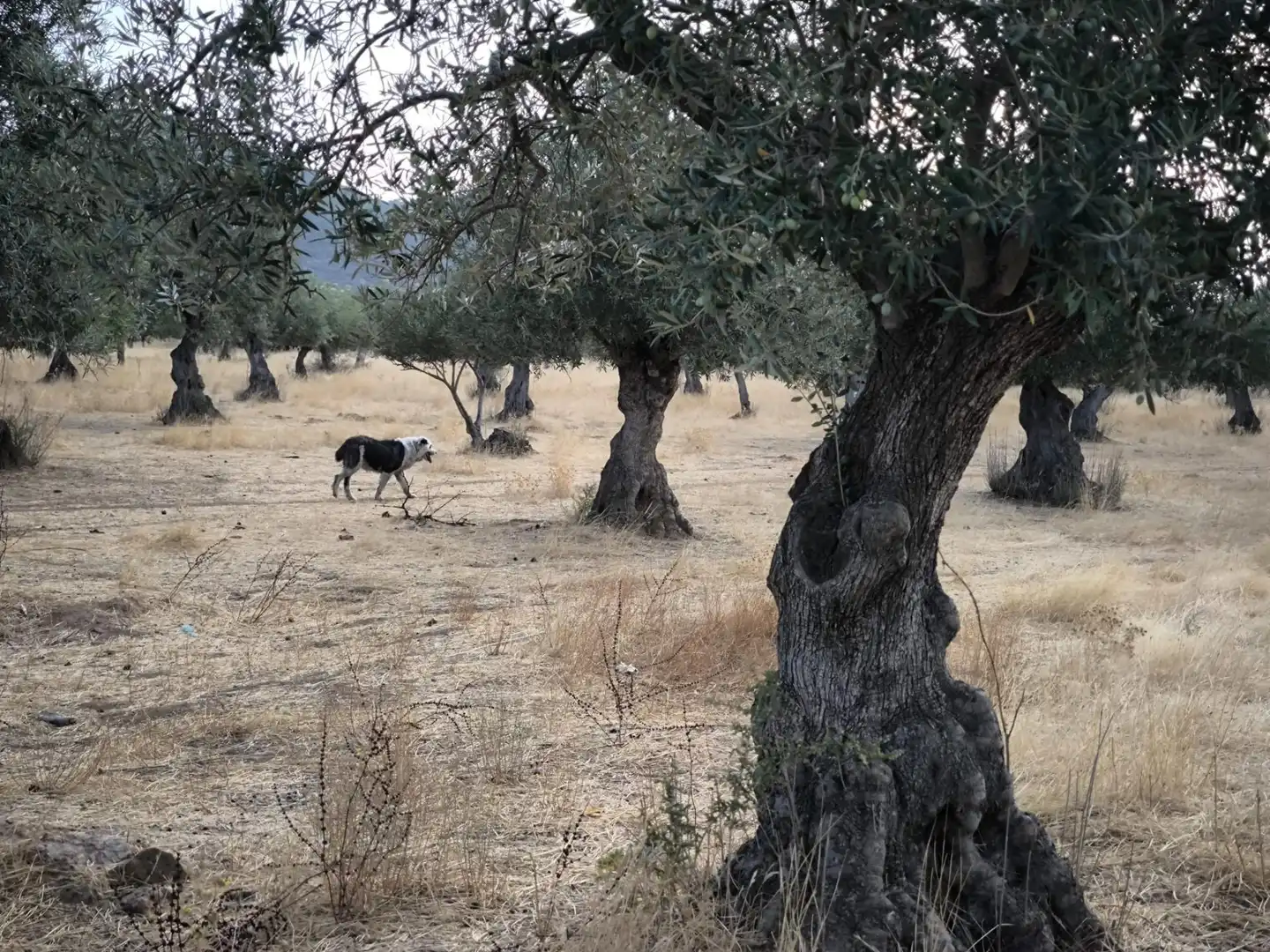 Vista exterior de Finca rústica en venda en El Viso de San Juan