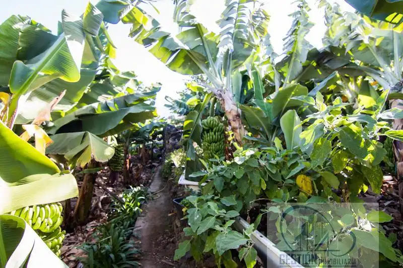 Jardín de Finca rústica en venta en Puerto de la Cruz