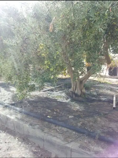 Xalet en venda a Perleta - Maitino, imagen 7