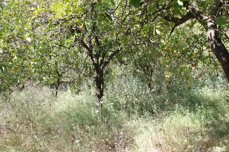 Terreni e lotti in vendita a Andalucía, imagen 15