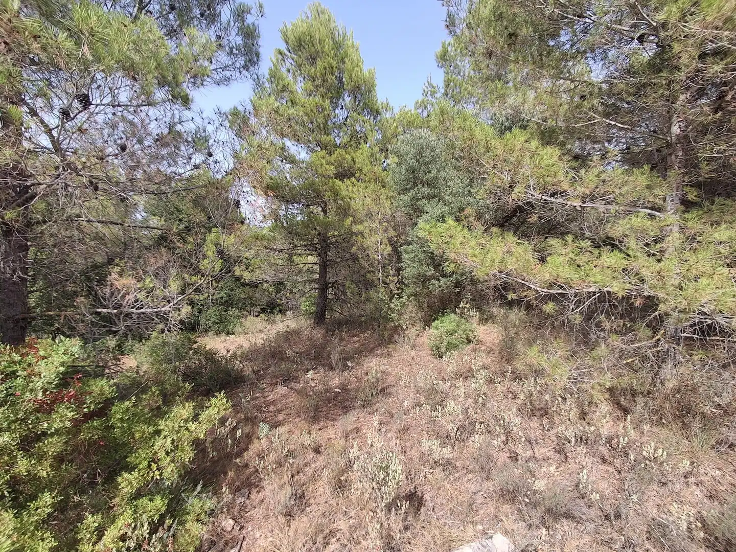 Rural land for sale in Gandesa, imagen 49