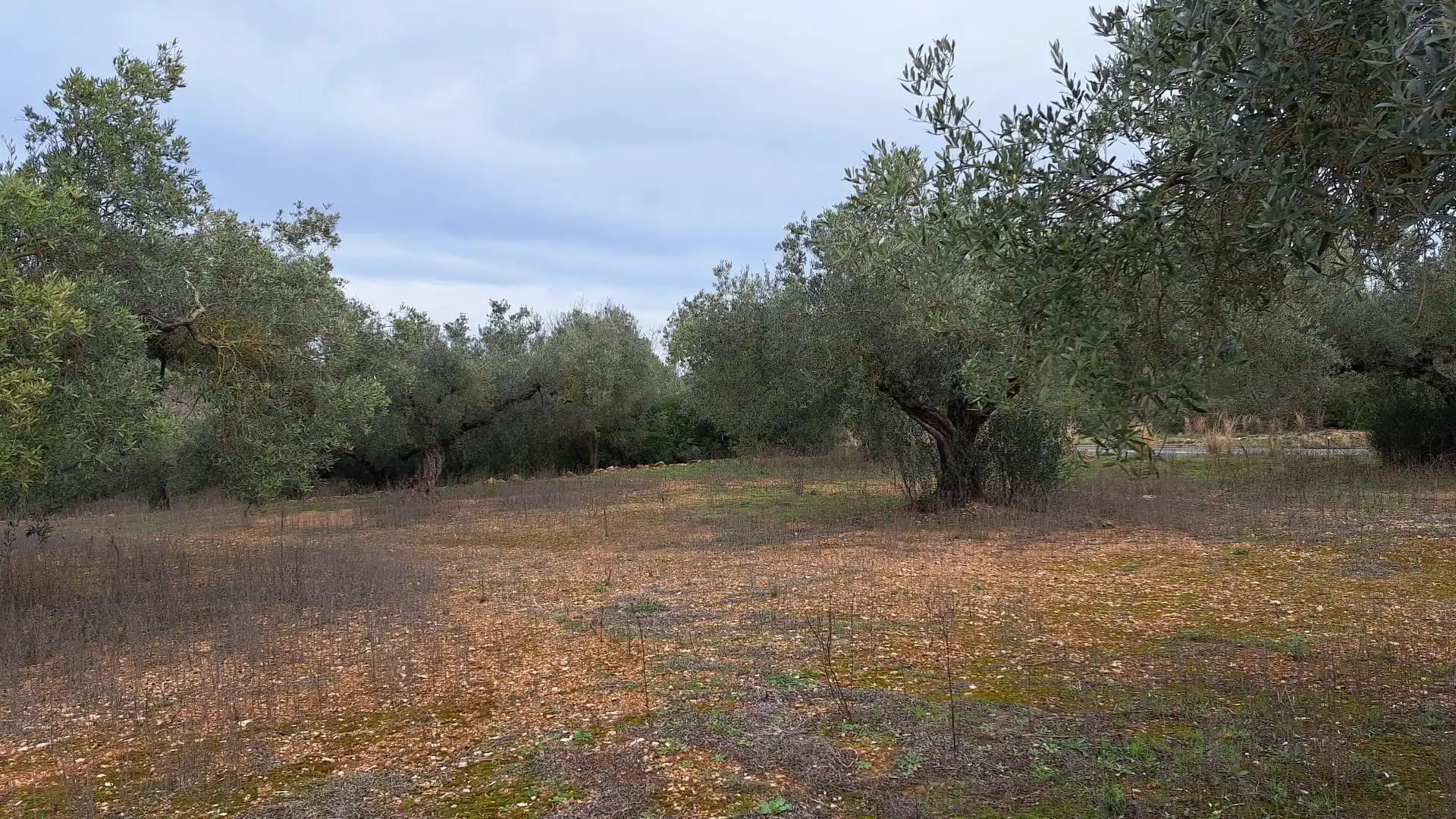 Terreno en venta en Freginals