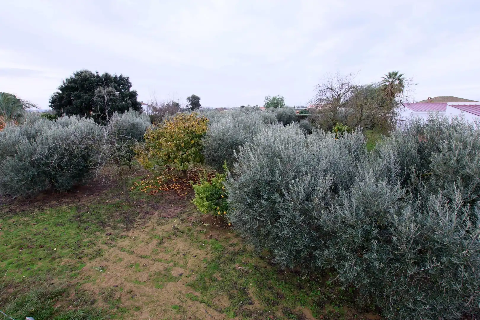 Finca rústica en venda en Montijo