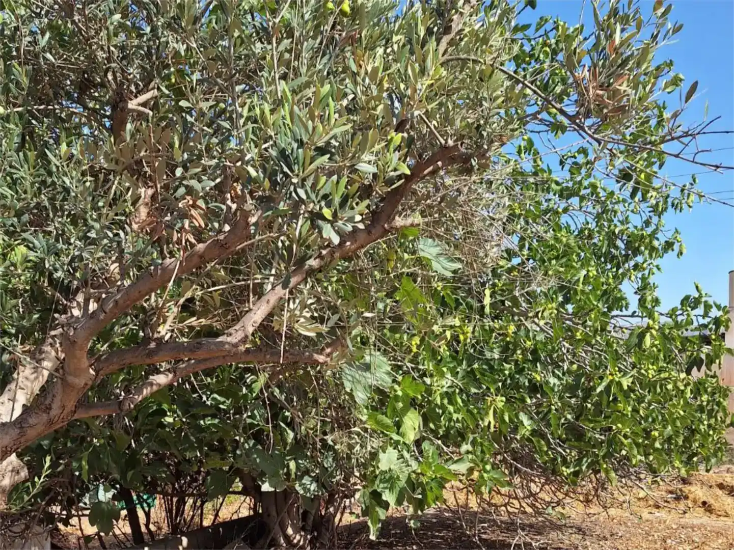 Finca rústica en venda en Berja