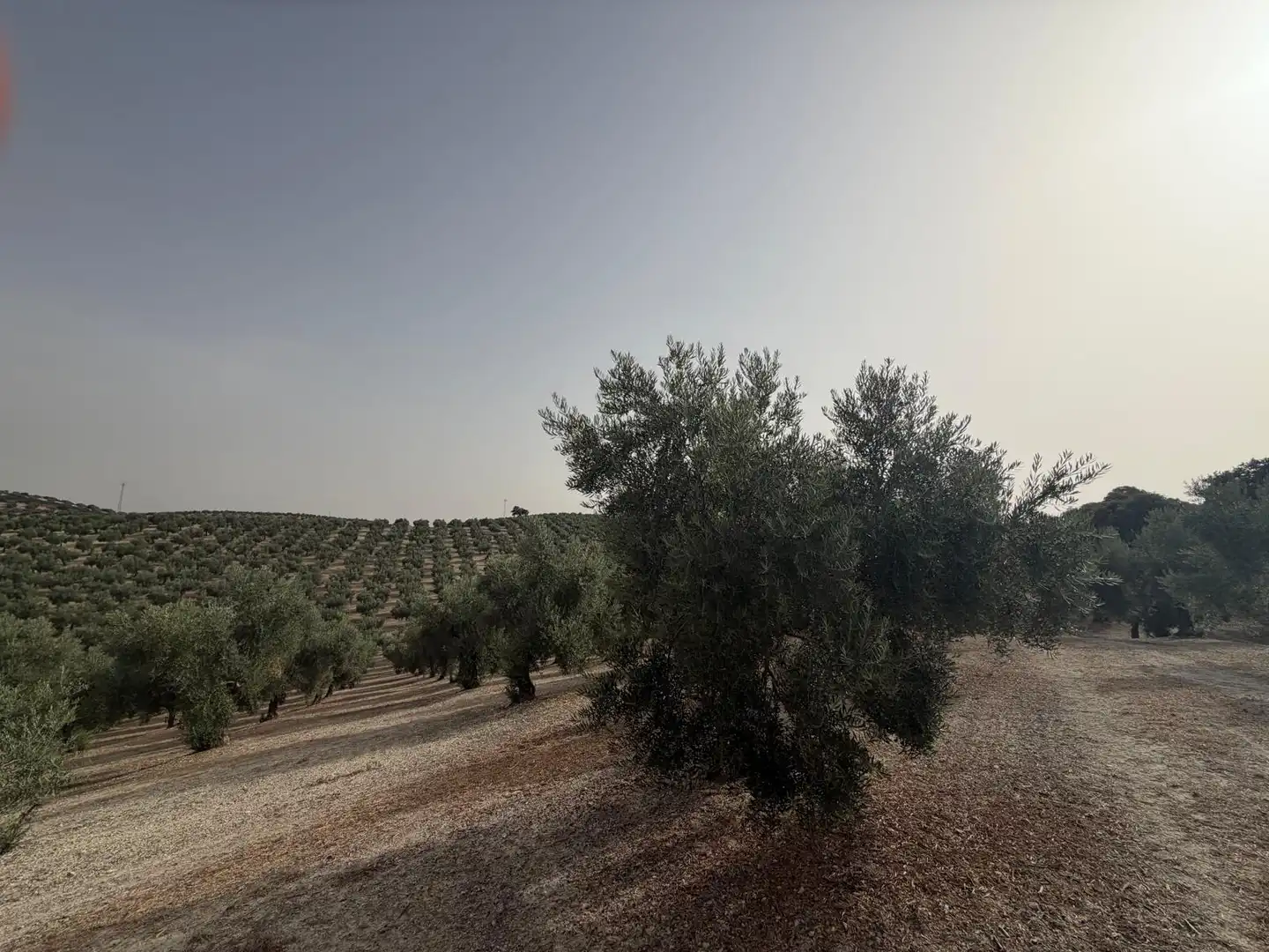 Rural land for sale in Iznalloz, imagen 19