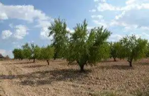 Rustikales Grundstück zum Verkauf in Requena, imagen 2